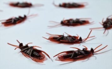 Why You Shouldn’t Ignore a Pest Infestation Pest Infestation