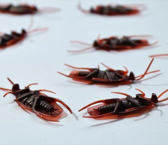 Why You Shouldn’t Ignore a Pest Infestation Pest Infestation