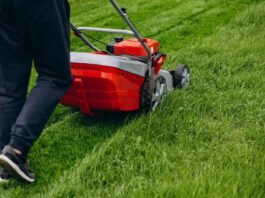 Vibrant Grass