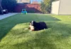 Why Artificial Turf Is a Smart Choice for Dog Owners Artificial Turf