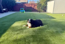 Why Artificial Turf Is a Smart Choice for Dog Owners Artificial Turf