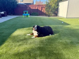 Artificial Turf