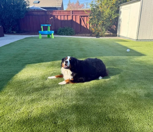 Why Artificial Turf Is a Smart Choice for Dog Owners Artificial Turf