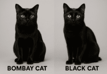 Bombay Cat vs Black Cat: A Detailed Comparison Bombay Cat vs Black Cat