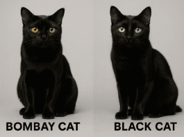 Bombay Cat vs Black Cat