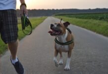 Dog Walking Insurance: Safeguarding Your Services Dog Walking Insurance