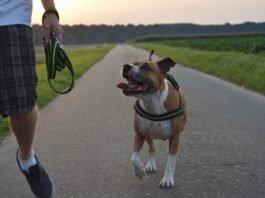 Dog Walking Insurance