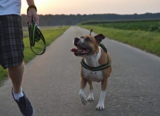 Dog Walking Insurance: Safeguarding Your Services Dog Walking Insurance
