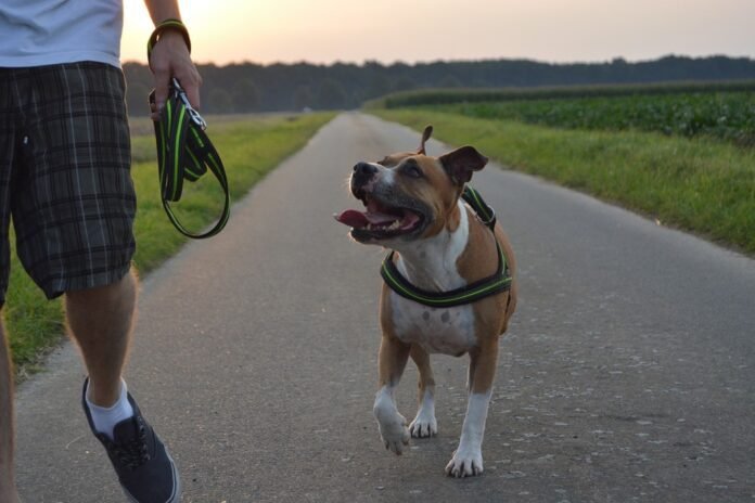 Dog Walking Insurance
