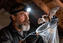 Bat Removal Cost: Complete Guide to Pricing, Factors Affecting Costs, Residential & Commercial Removal, and Long-Term Savings Bat Removal Cost