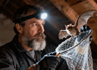 Bat Removal Cost: Complete Guide to Pricing, Factors Affecting Costs, Residential & Commercial Removal, and Long-Term Savings Bat Removal Cost