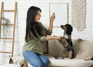 How to Design a Truly Pet-Friendly Home: Room-by-Room Guide Pet-Friendly Home
