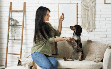 How to Design a Truly Pet-Friendly Home: Room-by-Room Guide Pet-Friendly Home