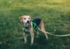 Dog Harness For Large Dogs Materials Explained: Choosing Durable And Strong Designs Dog Harness