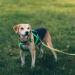 Dog Harness For Large Dogs Materials Explained: Choosing Durable And Strong Designs Dog Harness