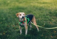 Dog Harness For Large Dogs Materials Explained: Choosing Durable And Strong Designs Dog Harness