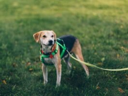 Dog Harness