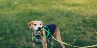 Dog Harness For Large Dogs Materials Explained: Choosing Durable And Strong Designs Dog Harness