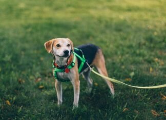 Dog Harness For Large Dogs Materials Explained: Choosing Durable And Strong Designs Dog Harness