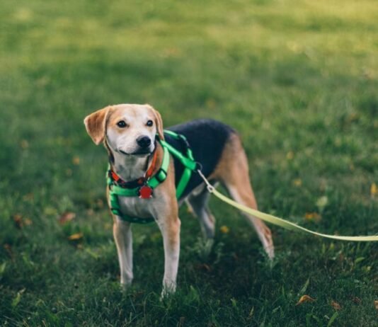 Dog Harness For Large Dogs Materials Explained: Choosing Durable And Strong Designs Dog Harness