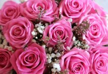 From Pastel Pinks to Deep Blues: Ordering Beautiful UK Hydrangeas with Flower Station Pastel Pinks