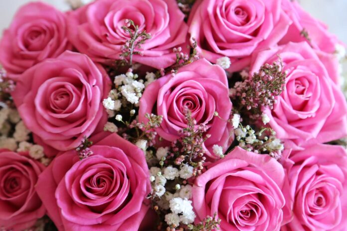 Pastel Pinks