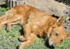 How Many Toes Does A Dog Have?: A Complete Guide to Paw Anatomy, Dewclaws, Toe Counts, Breed Variations & Paw Care Dog Paw Anatomy
