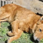 How Many Toes Does A Dog Have?: A Complete Guide to Paw Anatomy, Dewclaws, Toe Counts, Breed Variations & Paw Care Dog Paw Anatomy