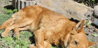 How Many Toes Does A Dog Have?: A Complete Guide to Paw Anatomy, Dewclaws, Toe Counts, Breed Variations & Paw Care Dog Paw Anatomy
