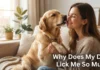 Why Does My Dog Lick Me So Much? 9 Common Reasons, Warning Signs, Health Concerns, and What Every Dog Owner Should Know Why Does My Dog Lick Me So Much